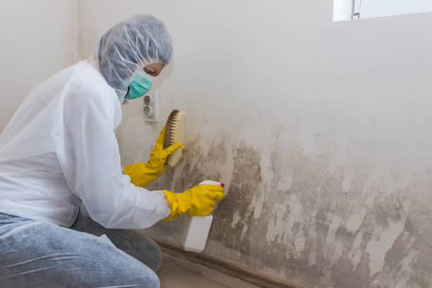 Best Attic Mold Remediation in Albany, MO