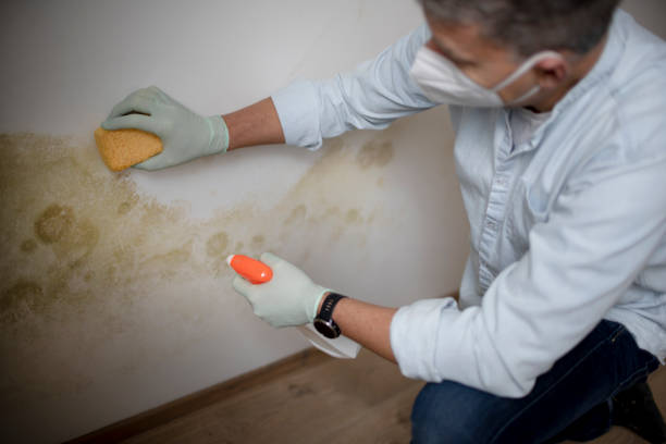 Best DIY Mold Remediation Support Services in Albany, MO