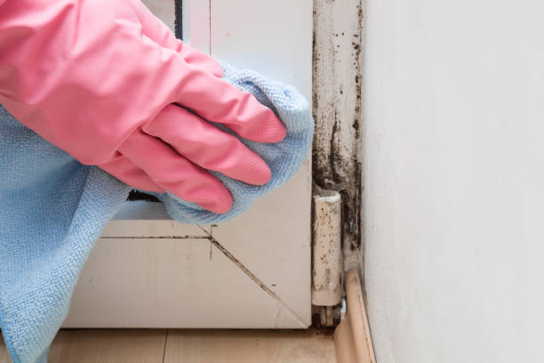 Best Health and Safety Mold Remediation in Albany, MO