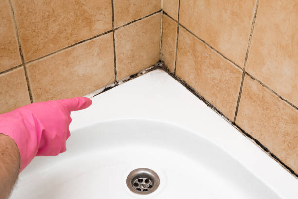 Best Industrial Mold Remediation in Albany, MO